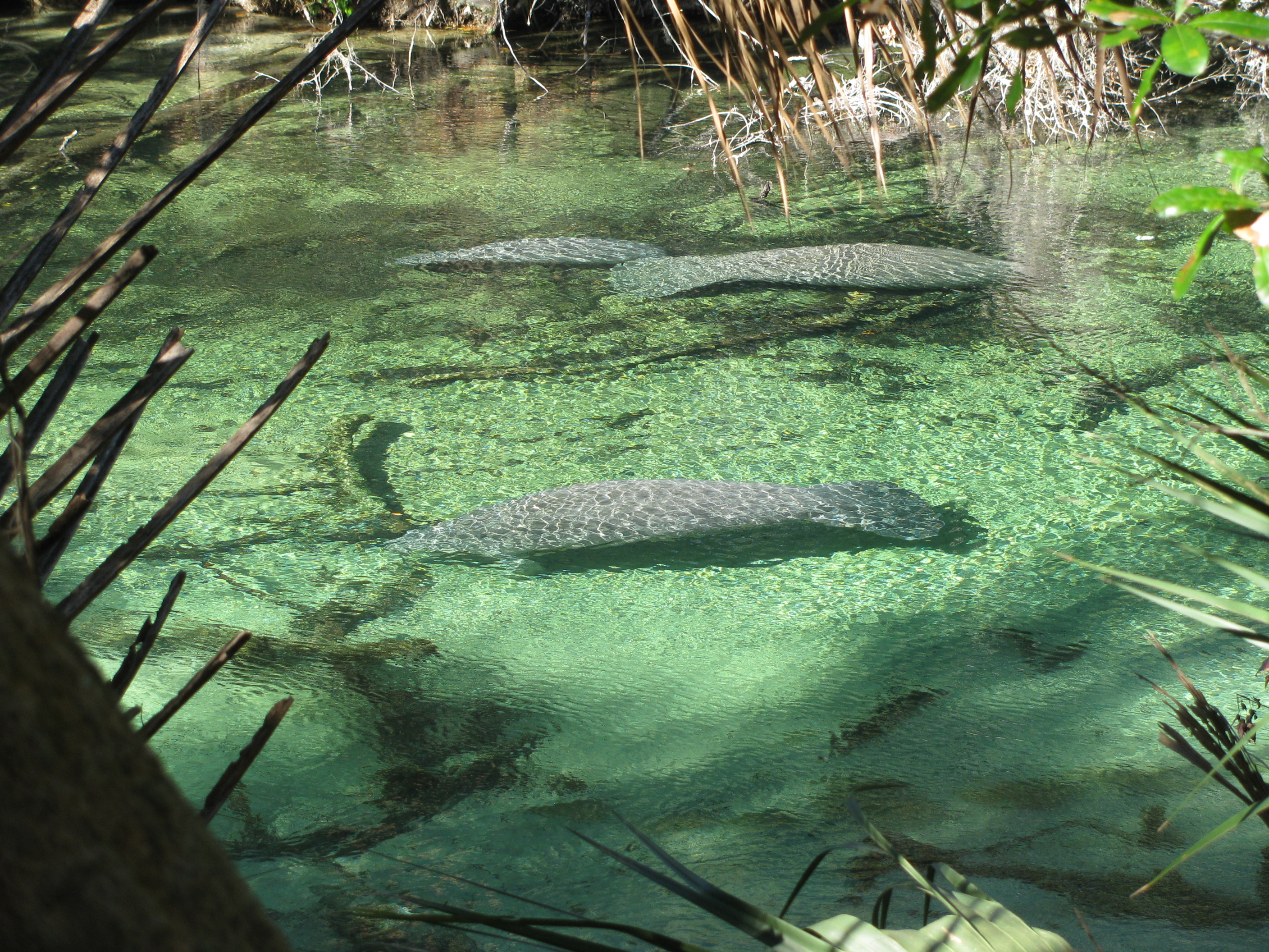Image result for blue springs state park